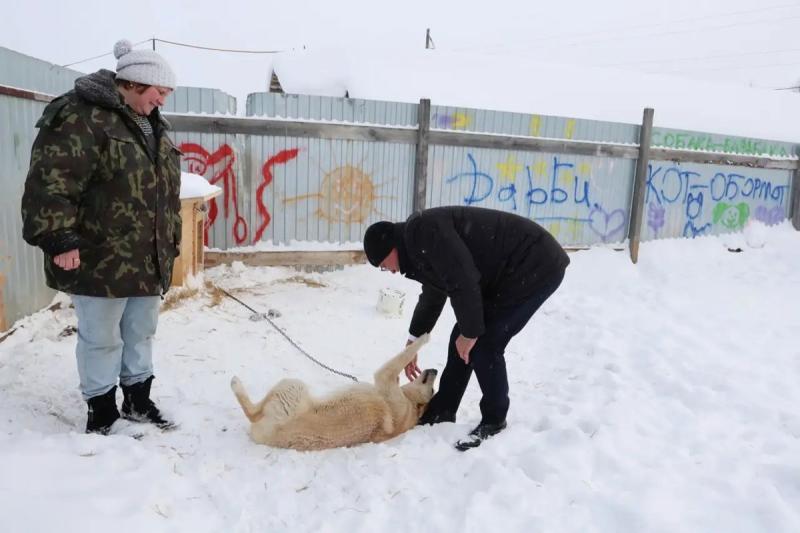 Приют «Дарби» вновь занялся отловом бездомных животных в Каменске-Уральском