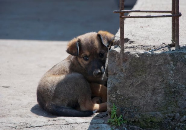 В Екатеринбурге ротвейлер набросился на женщину с ребёнком  | Ротвейлер искусал ребёнка и его мать в Екатеринбурге 