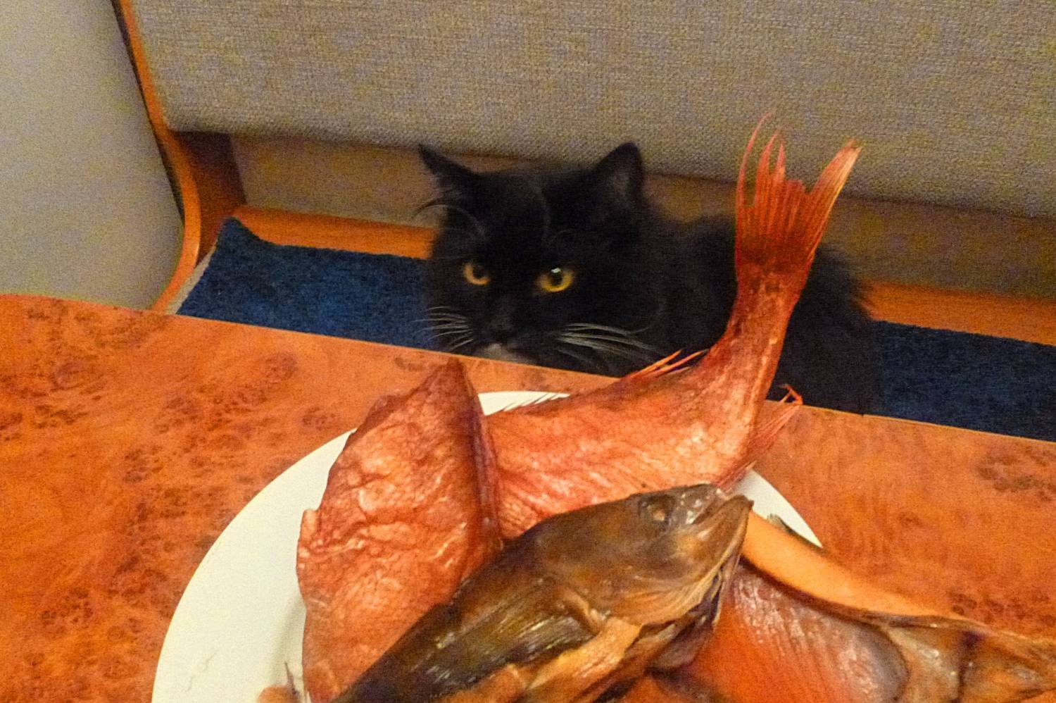 «То Вася, то не Вася». Кот из Владивостока на самом деле — кошка