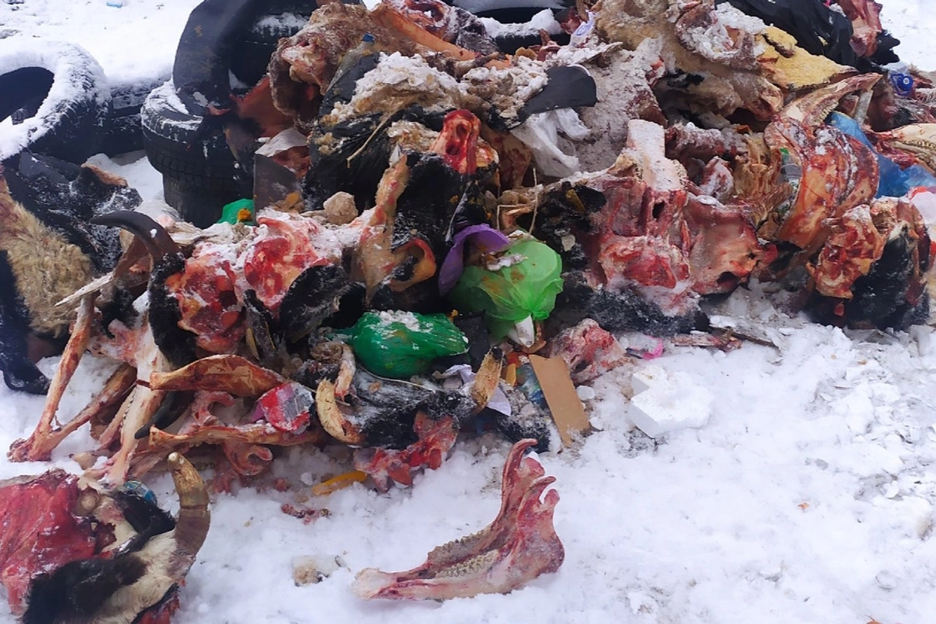 Жители Екатеринбурга обнаружили на улице останки коров