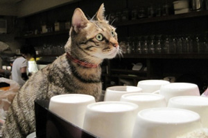 В Екатеринбурге открылось котокафе В Екатеринбурге открылось котокафе