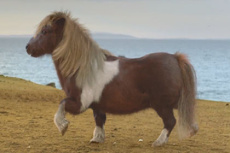 YouTube взорвало видео с танцем пони. Видео