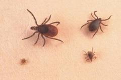 В Курганской области открыт сезон клещей