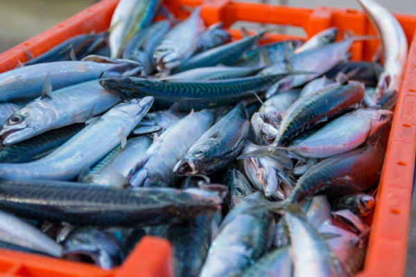 На Урале погибло более 37 тысяч рыб — опасное загрязнение нашли в реке  | На Урале возбудили дело после массовой гибели рыбы в реке Иса