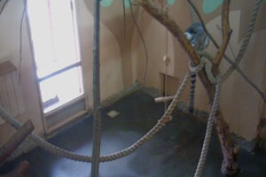 Реалити из зоопарка: кто появится в онлайн трансляции?