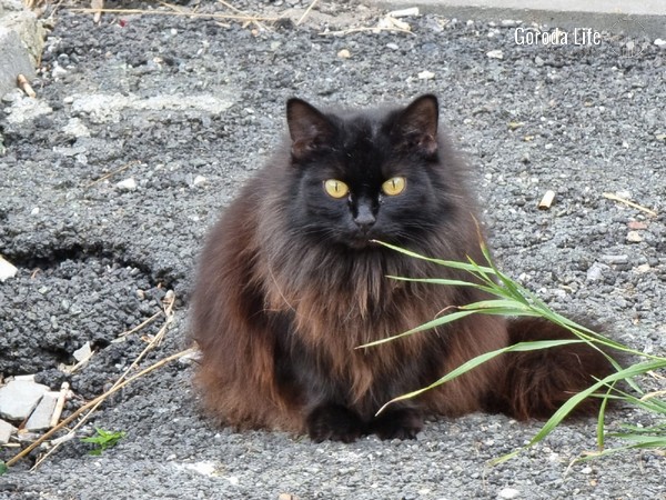 Тюменец решил убить кошку, чтобы не платить за лечение | Житель Тюмени хотел убить кошку, чтобы не лечить